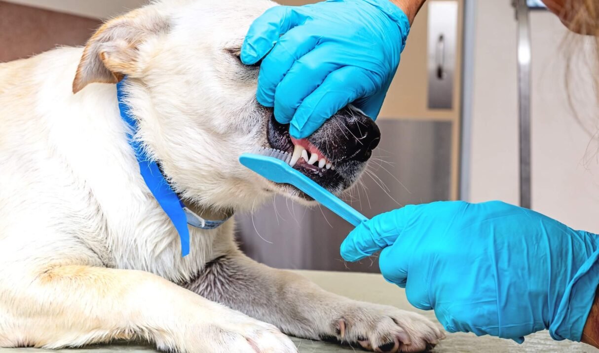 The Essential Guide to Being a First-Time Pet Owner