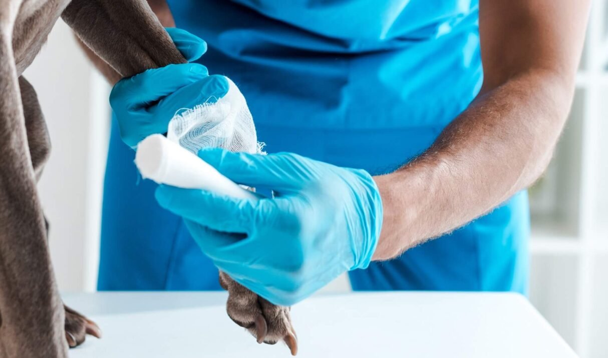 Thinking Of Adopting A Pet Snake? Here Are A Few Things To Know